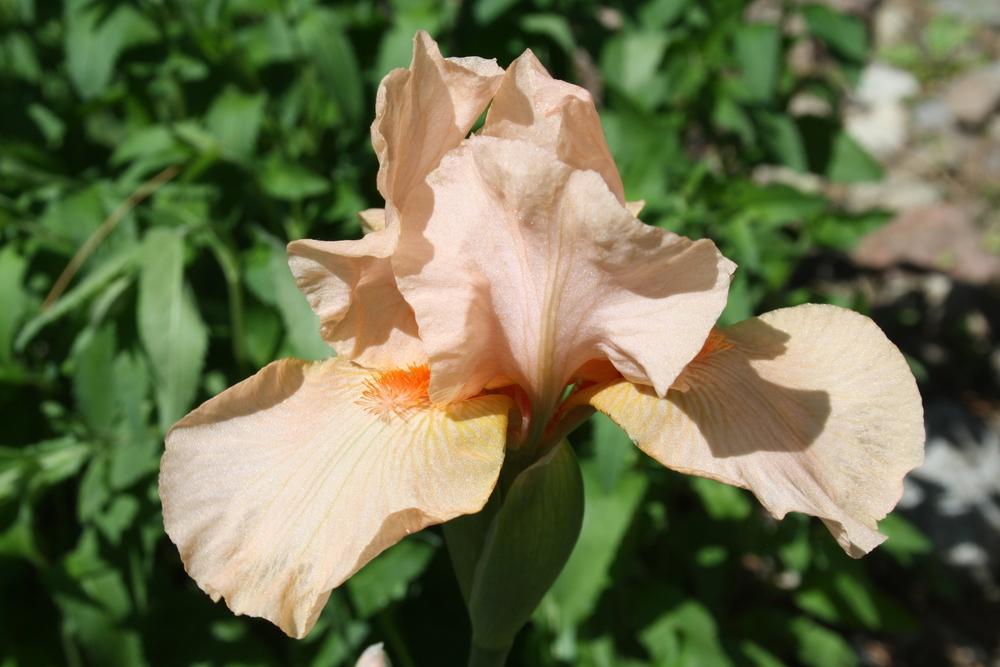 Photo of Intermediate Bearded Iris (Iris 'Ask Alma') uploaded by touchofsky