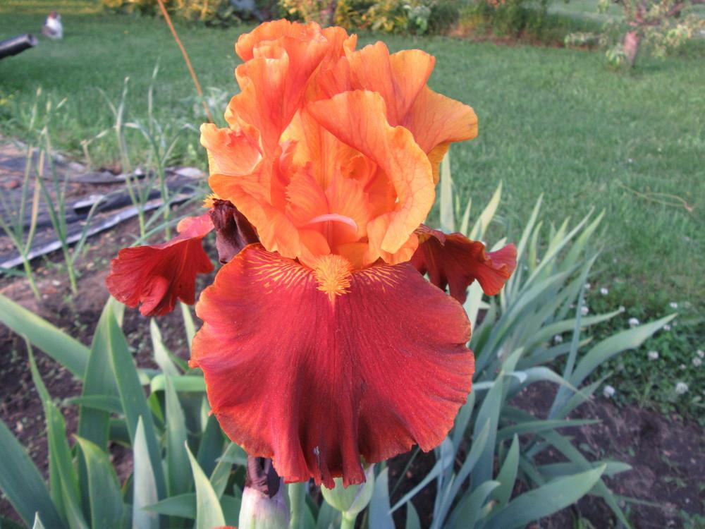 Photo of Tall Bearded Iris (Iris 'Colorado Expressions') uploaded by tveguy3