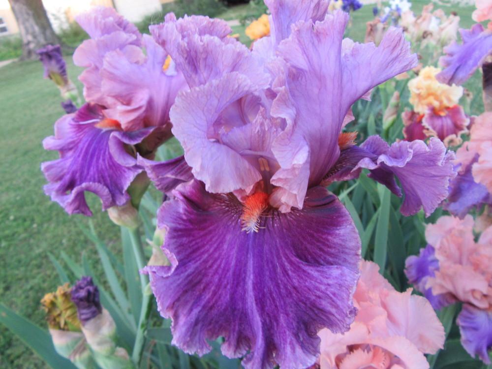 Photo of Tall Bearded Iris (Iris 'Enchanter') uploaded by tveguy3