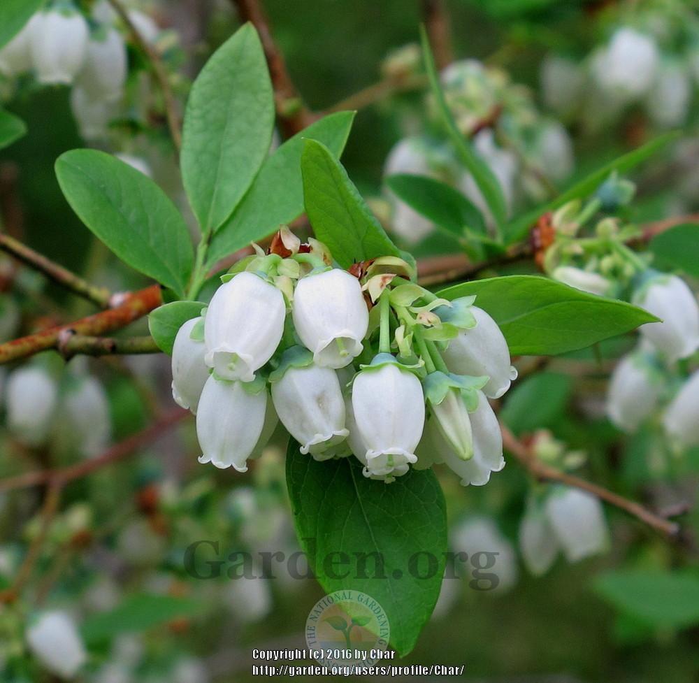 Photo of Northern Highbush Blueberry (Vaccinium corymbosum 'Bluejay') uploaded by Char