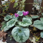 A recently transplanted cyclamen that has finally settled in and 