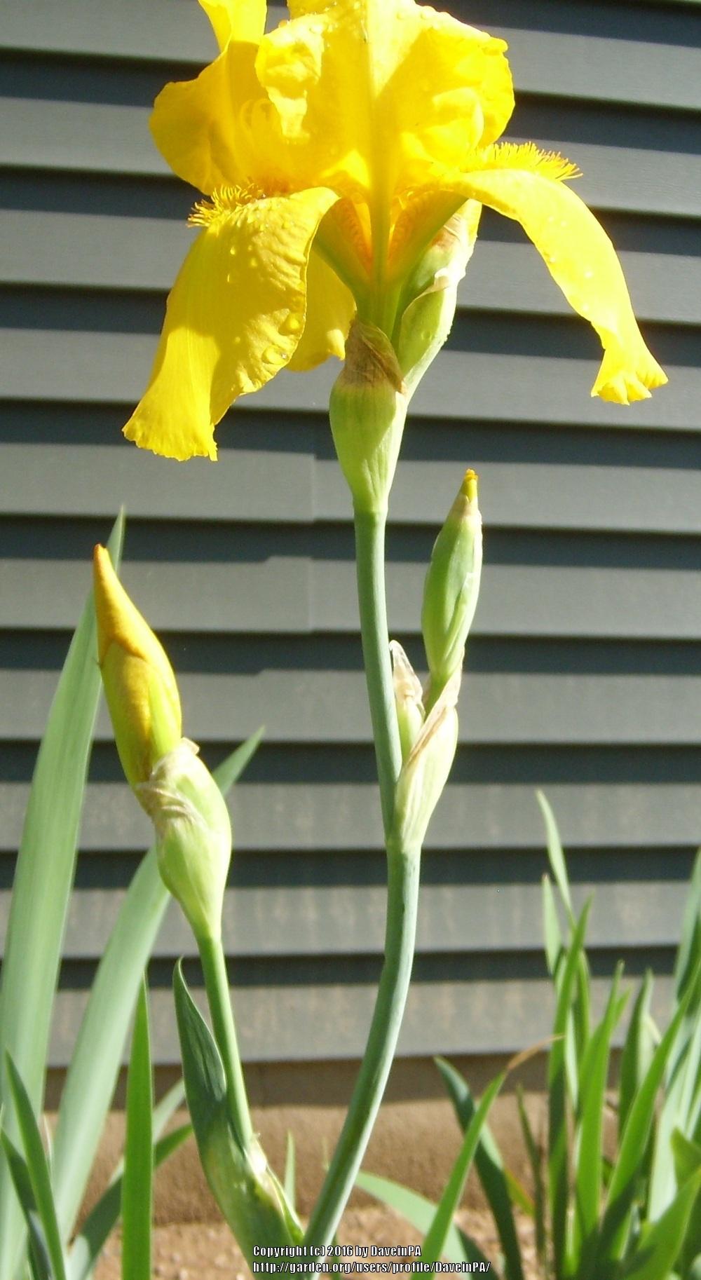 Photo of Tall Bearded Iris (Iris 'Mohave Gold') uploaded by DaveinPA