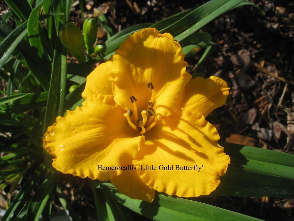 Photo of Daylily (Hemerocallis 'Little Gold Butterfly') uploaded by Hemophobic