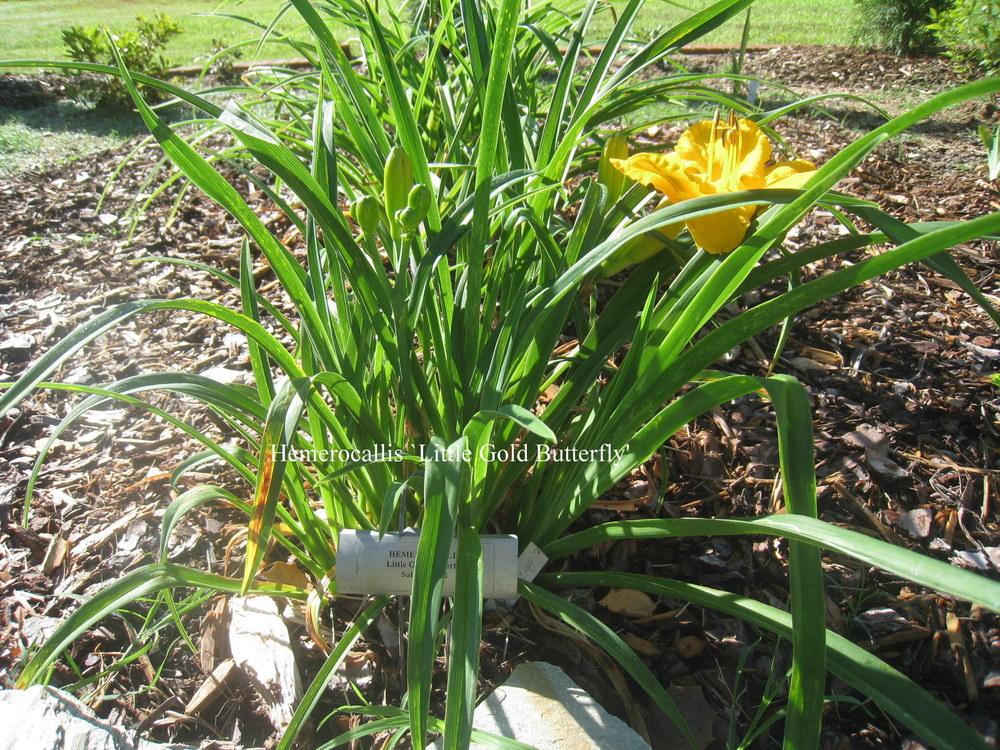 Photo of Daylily (Hemerocallis 'Little Gold Butterfly') uploaded by Hemophobic