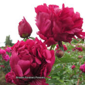 Photo courtesy of Brooks Gardens Peonies. Used with permission.