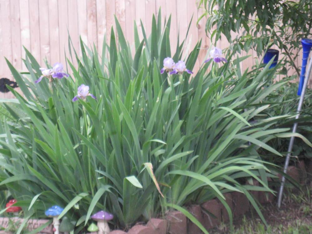 Photo of Tall Bearded Iris (Iris 'Fabian') uploaded by LaJuana