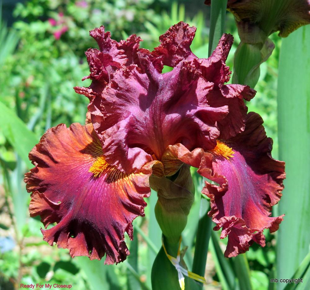 Photo of Tall Bearded Iris (Iris 'Ready for My Closeup') uploaded by MargieNY