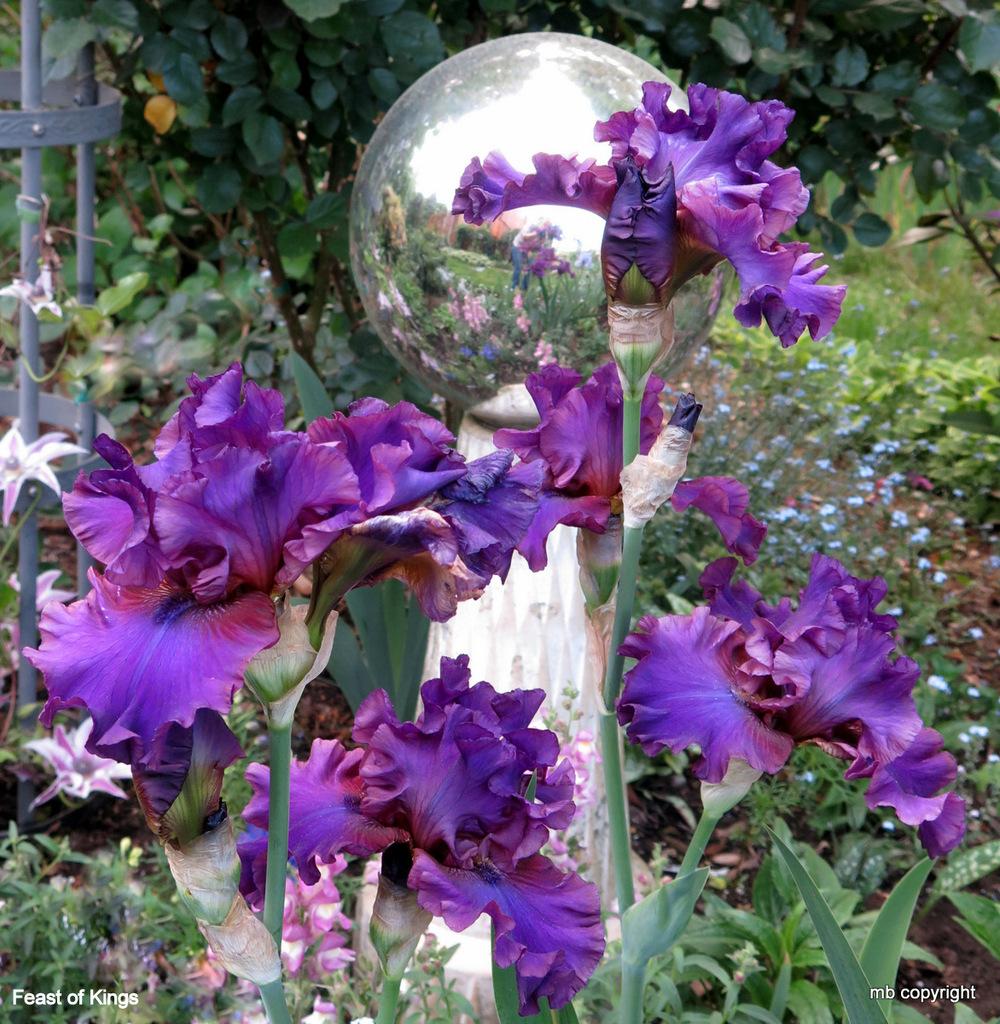 Photo of Tall Bearded Iris (Iris 'Feast of Kings') uploaded by MargieNY