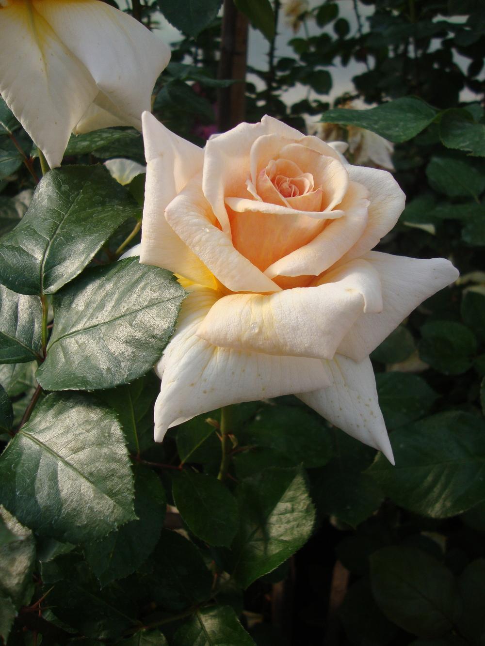 Photo of Rose (Rosa 'Pretty Lady') uploaded by Paul2032
