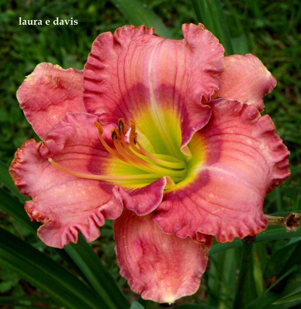 Photo of Daylily (Hemerocallis 'Laura E. Davis') uploaded by carolannz
