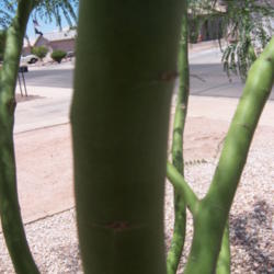 Location: Front yard
Date: 2016-05-31
The bark of the Palo Verde is of great interest and color.