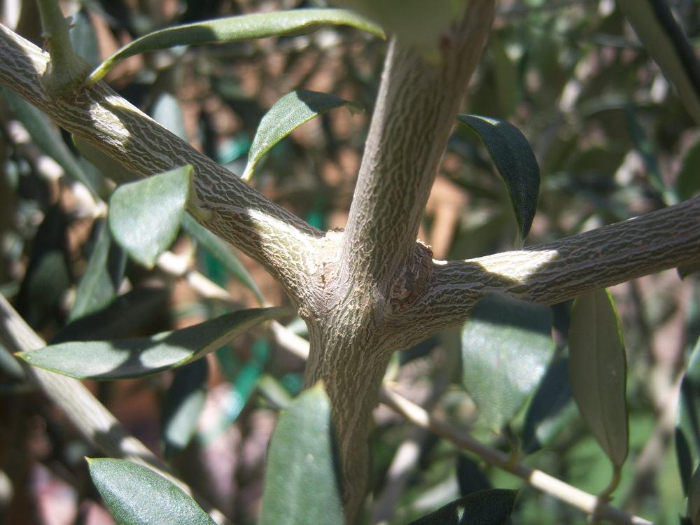 Photo of Olive tree (Olea europaea 'Wilsonii') uploaded by cocoajuno