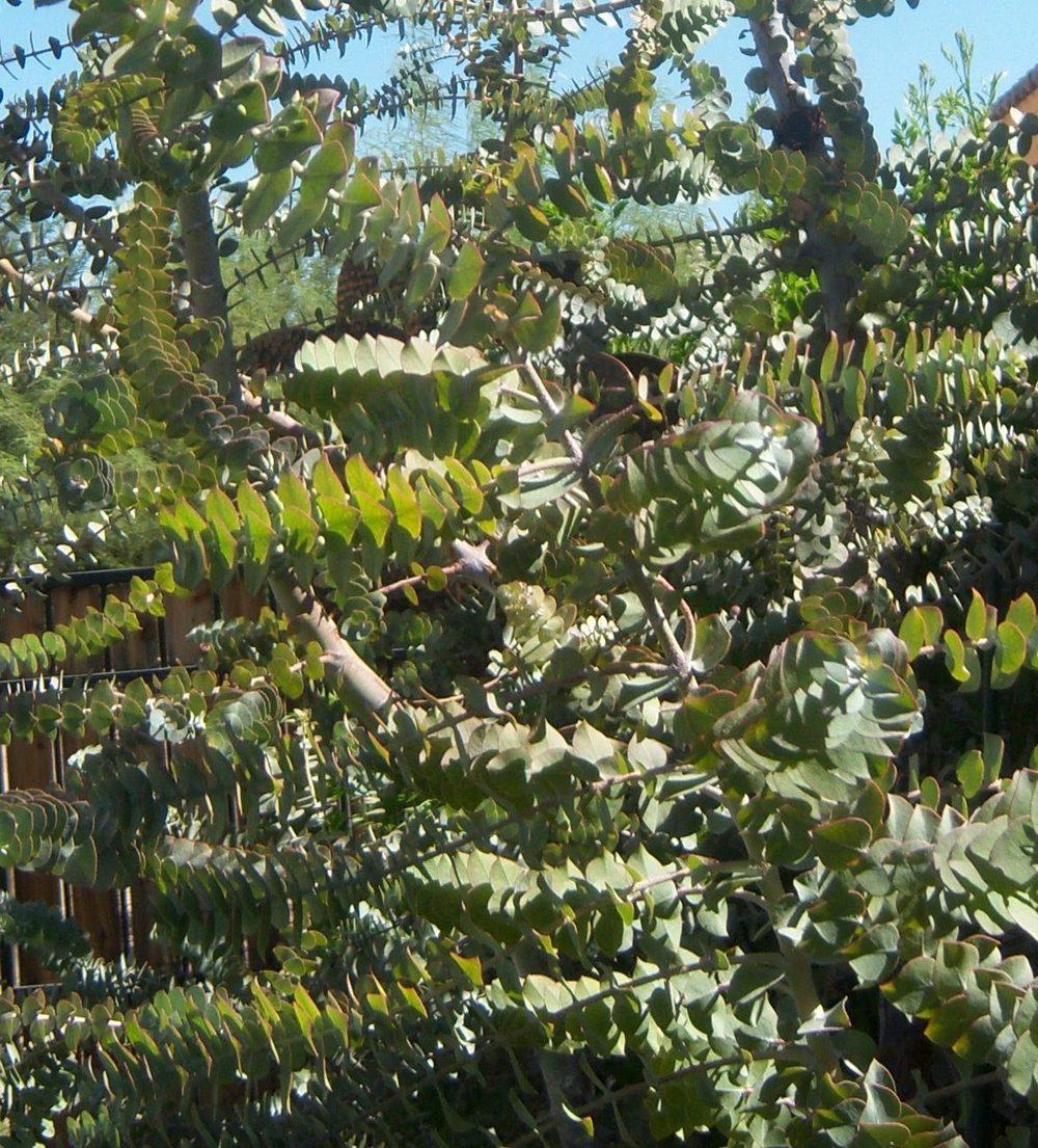 Photo of Kruse's Mallee (Eucalyptus kruseana) uploaded by cocoajuno