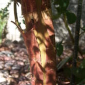 The mature bark adds interest just the same as most larger Eucaly