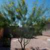 This is a great Palo Verde, it can be shaped and trimmed but most