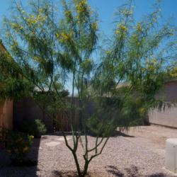 Location: Front yard
Date: Early Spring
This is a great Palo Verde, it can be shaped and trimmed but most