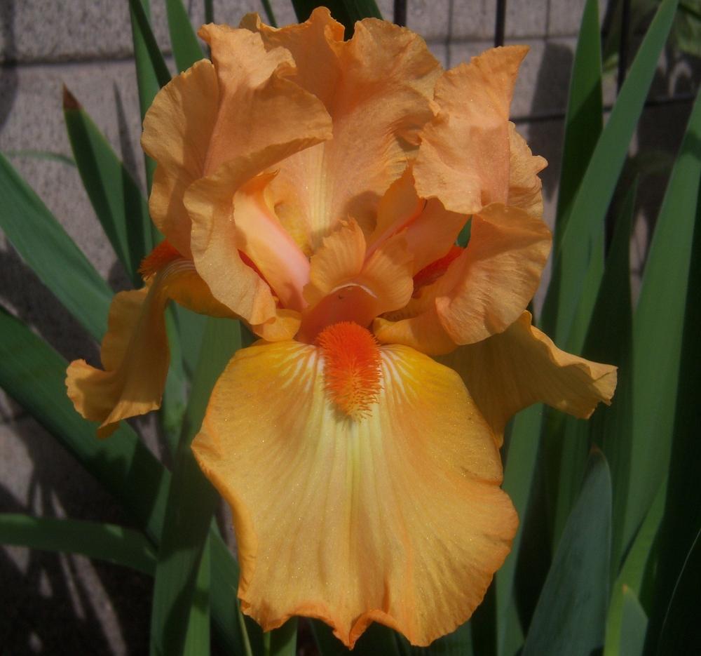 Photo of Tall Bearded Iris (Iris 'China Dragon') uploaded by cocoajuno