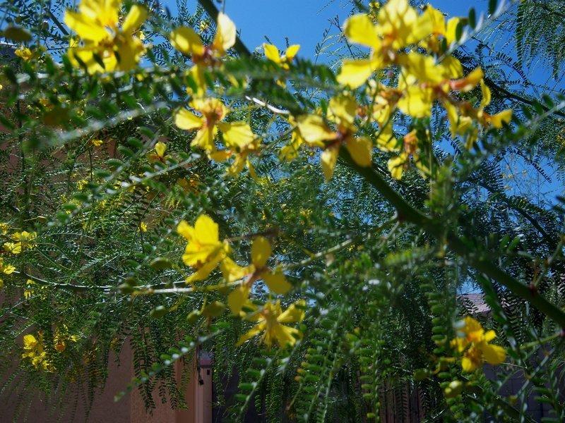 Photo of Palo Verde (Parkinsonia 'Sonoran Emerald') uploaded by cocoajuno
