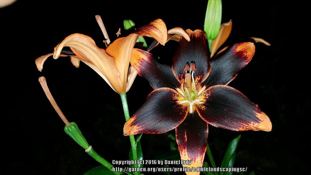 Photo of Lily (Lilium 'Starlette') uploaded by ediblelandscapingsc