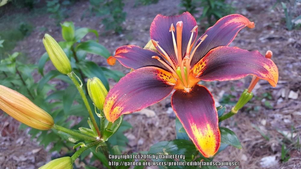 Photo of Lily (Lilium 'Starlette') uploaded by ediblelandscapingsc