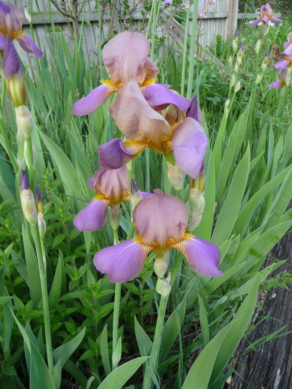 Photo of Tall Bearded Iris (Iris 'Quaker Lady') uploaded by gardengus