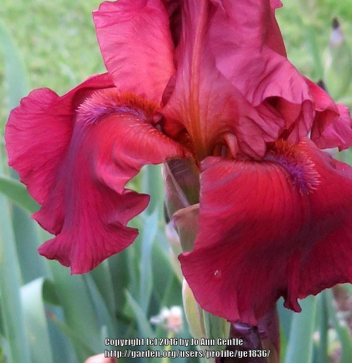 Photo of Tall Bearded Iris (Iris 'Samurai Warrior') uploaded by ge1836