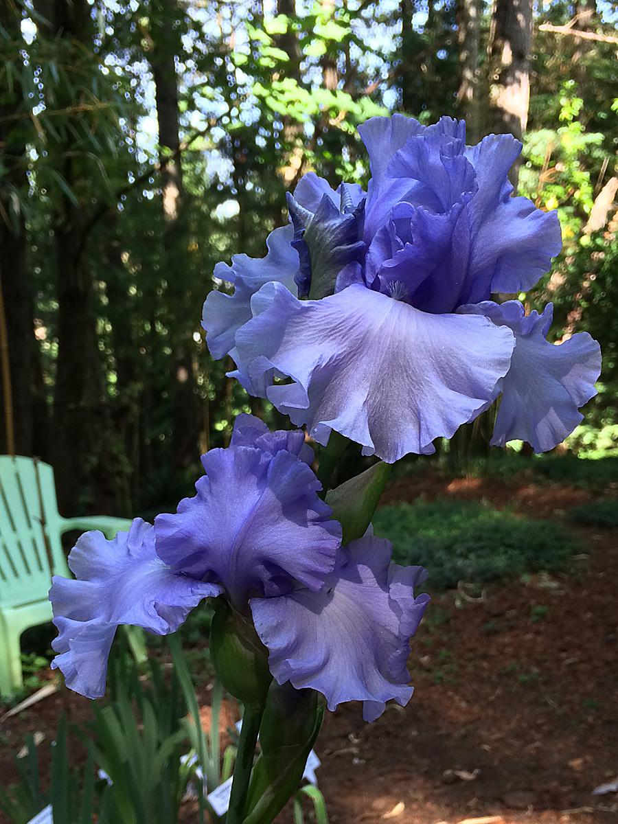 Photo of Tall Bearded Iris (Iris 'Blue Hour') uploaded by lharvey16