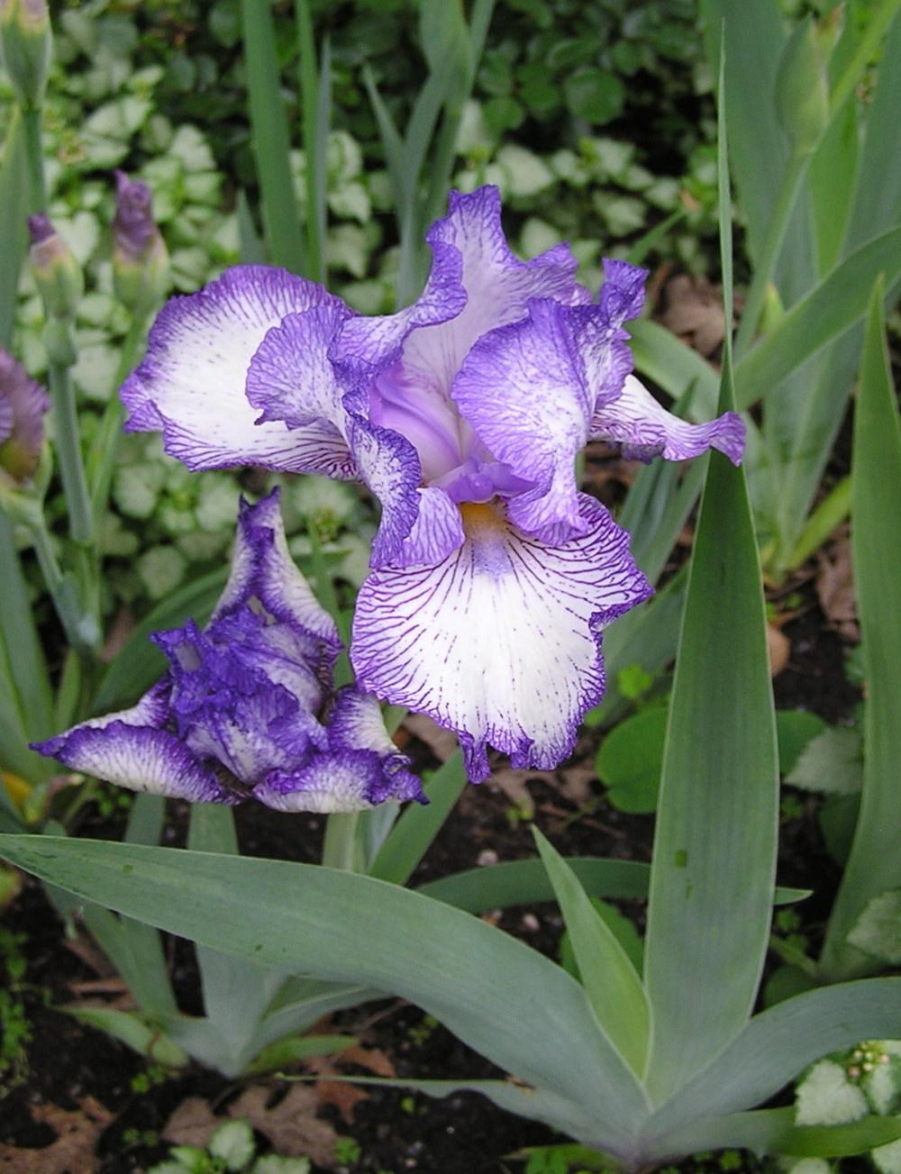 Photo of Tall Bearded Iris (Iris 'Autumn Circus') uploaded by mandolls