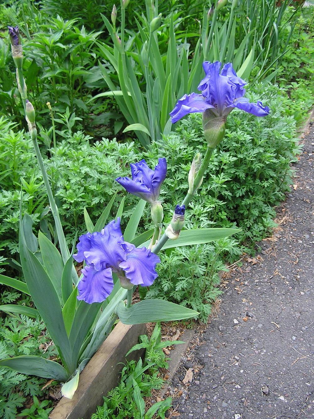 Photo of Tall Bearded Iris (Iris 'Breakers') uploaded by mandolls