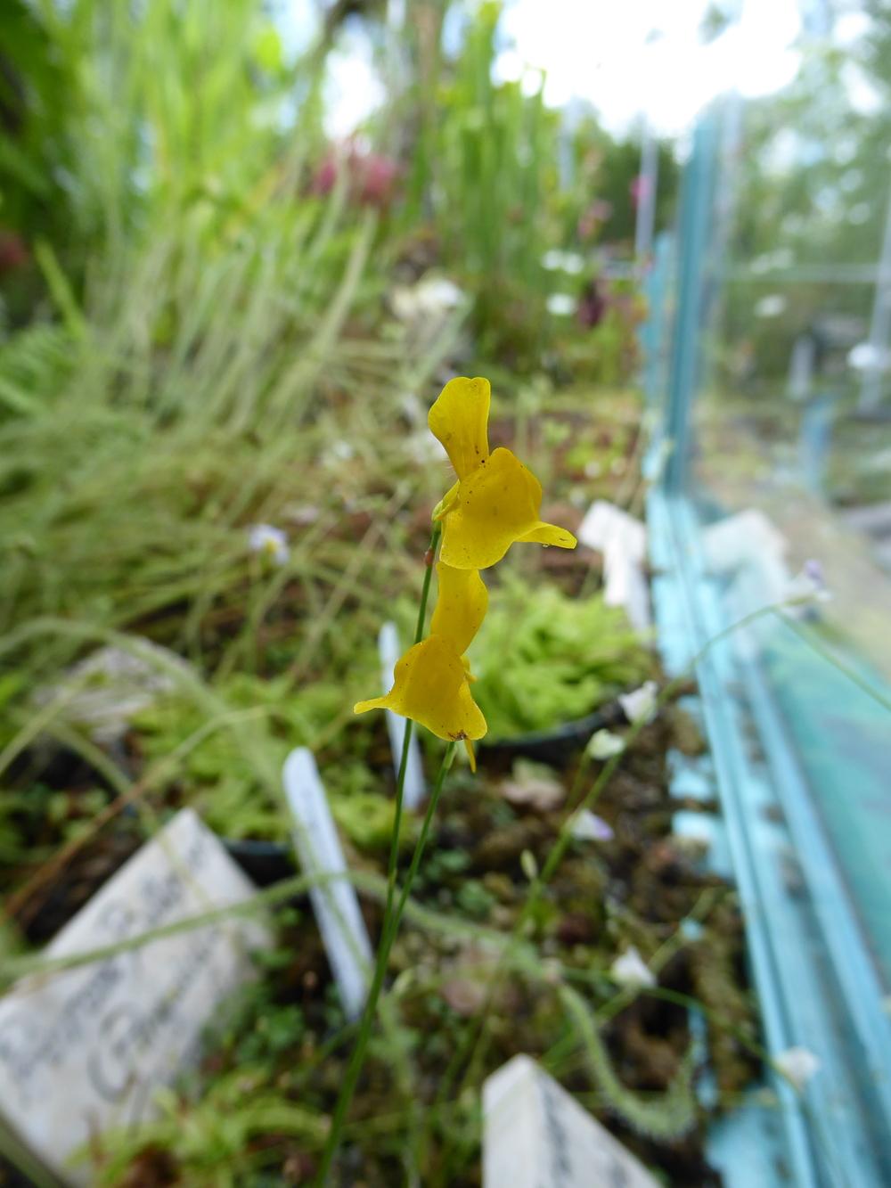 Photo of Bladderwort (Utricularia cornuta) uploaded by mellielong