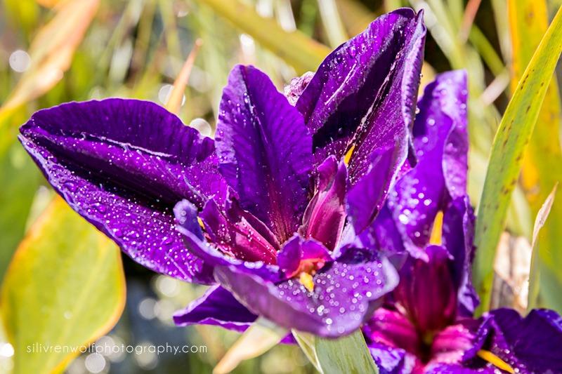 Photo of Louisiana Iris (Iris 'Bali Nights') uploaded by silivrenwolf