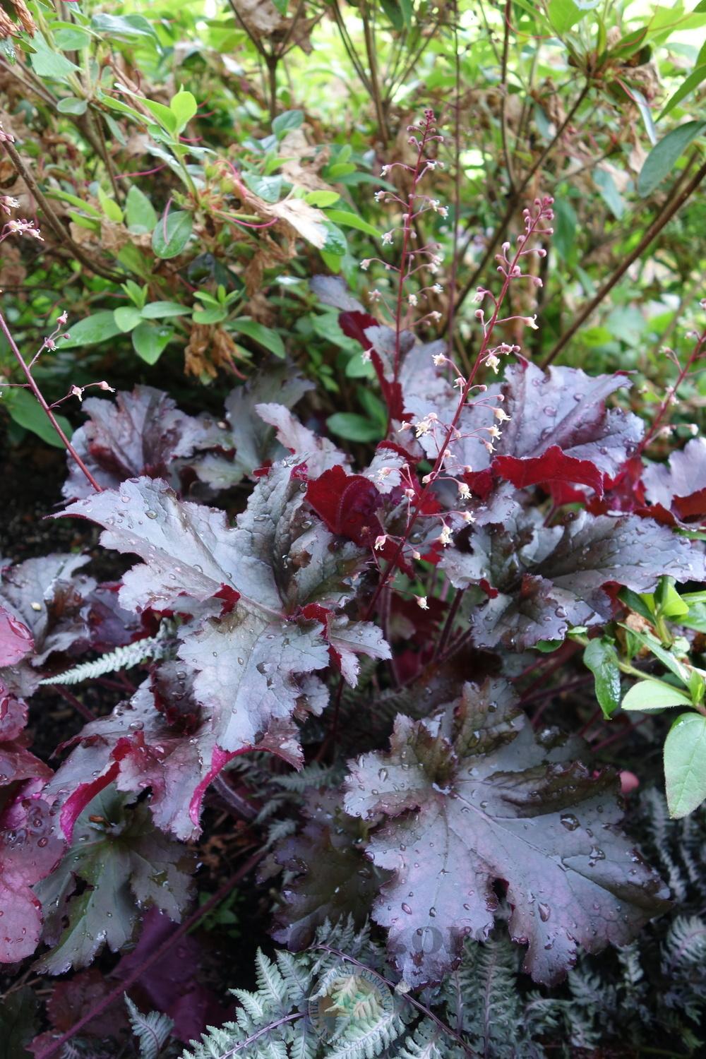 Photo of Coral Bells (Heuchera 'Midnight Ruffles') uploaded by springcolor