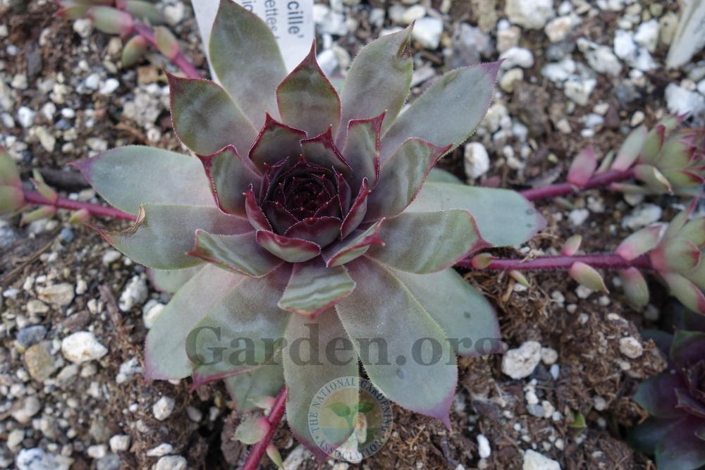 Photo of Hen and Chicks (Sempervivum 'Lucille') uploaded by springcolor