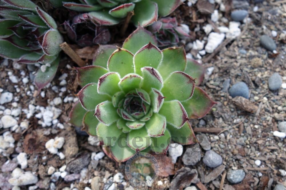 Photo of Hen and Chicks (Sempervivum 'Melanie') uploaded by springcolor