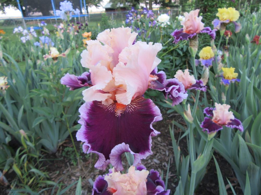 Photo of Tall Bearded Iris (Iris 'Dazzle') uploaded by tveguy3