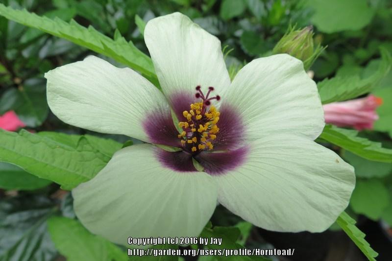 Photo of Hibiscus (Hibiscus cannabinus 'Amethyst') uploaded by Horntoad