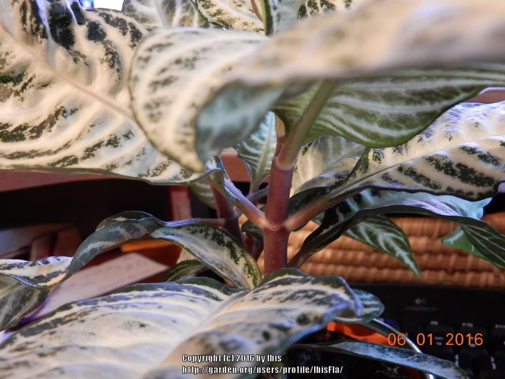 Photo of Zebra Plant (Aphelandra 'Snow White') uploaded by IbisFla