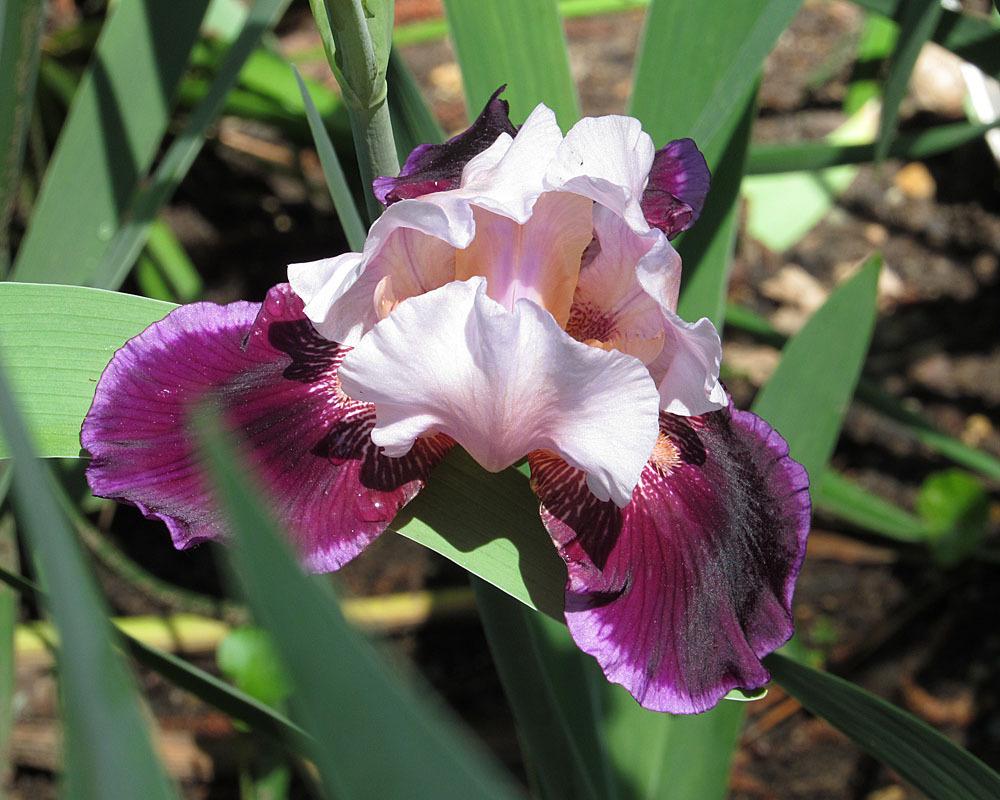 Photo of Tall Bearded Iris (Iris 'Crimson Snow') uploaded by Lestv