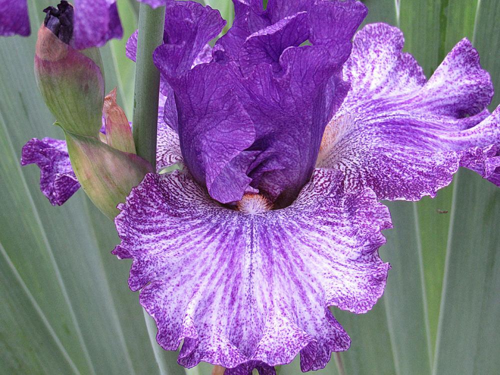 Photo of Tall Bearded Iris (Iris 'Claudia Barton Blair') uploaded by Lestv