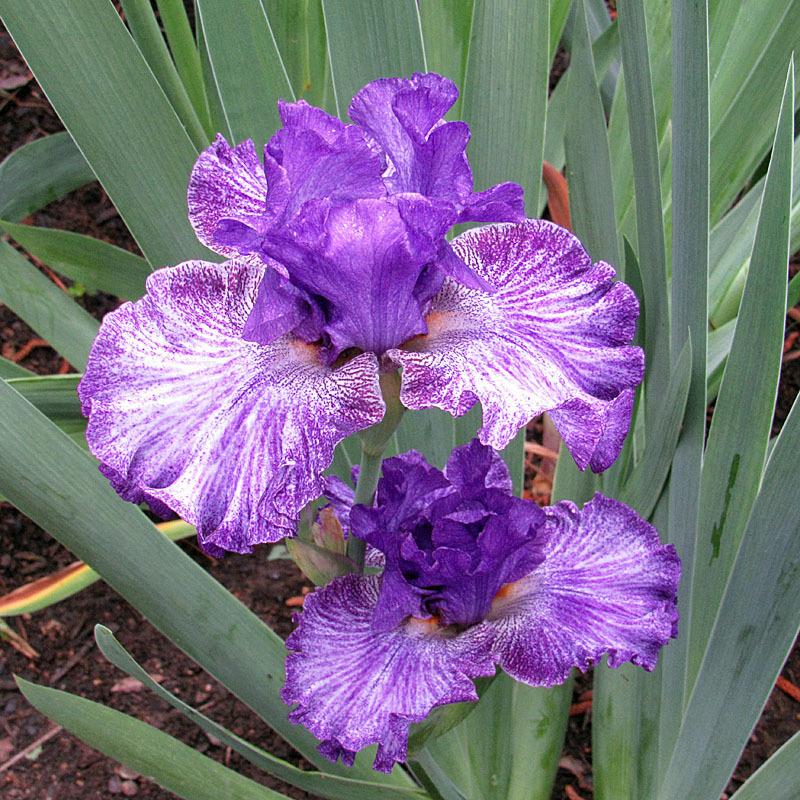 Photo of Tall Bearded Iris (Iris 'Claudia Barton Blair') uploaded by Lestv