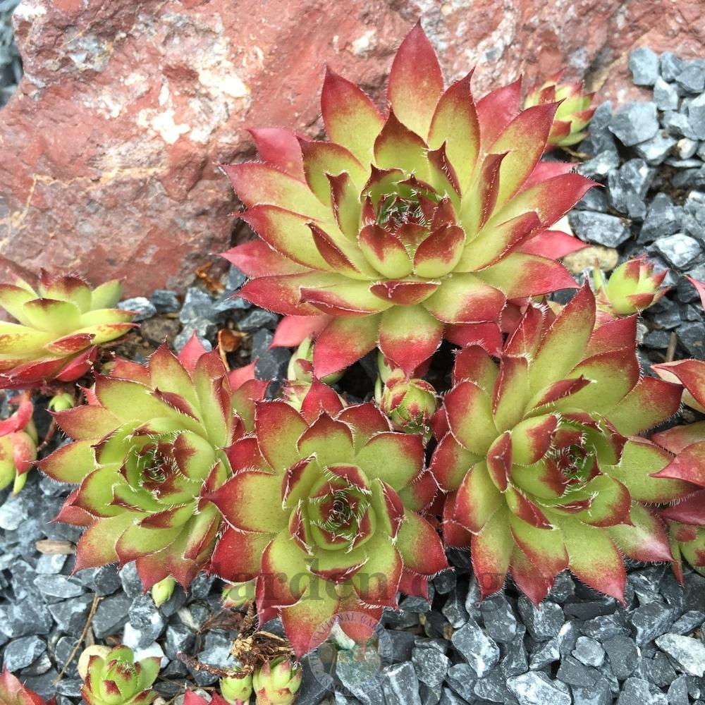 Photo of Hen and Chicks (Sempervivum 'Gingerbread Boy') uploaded by Patty