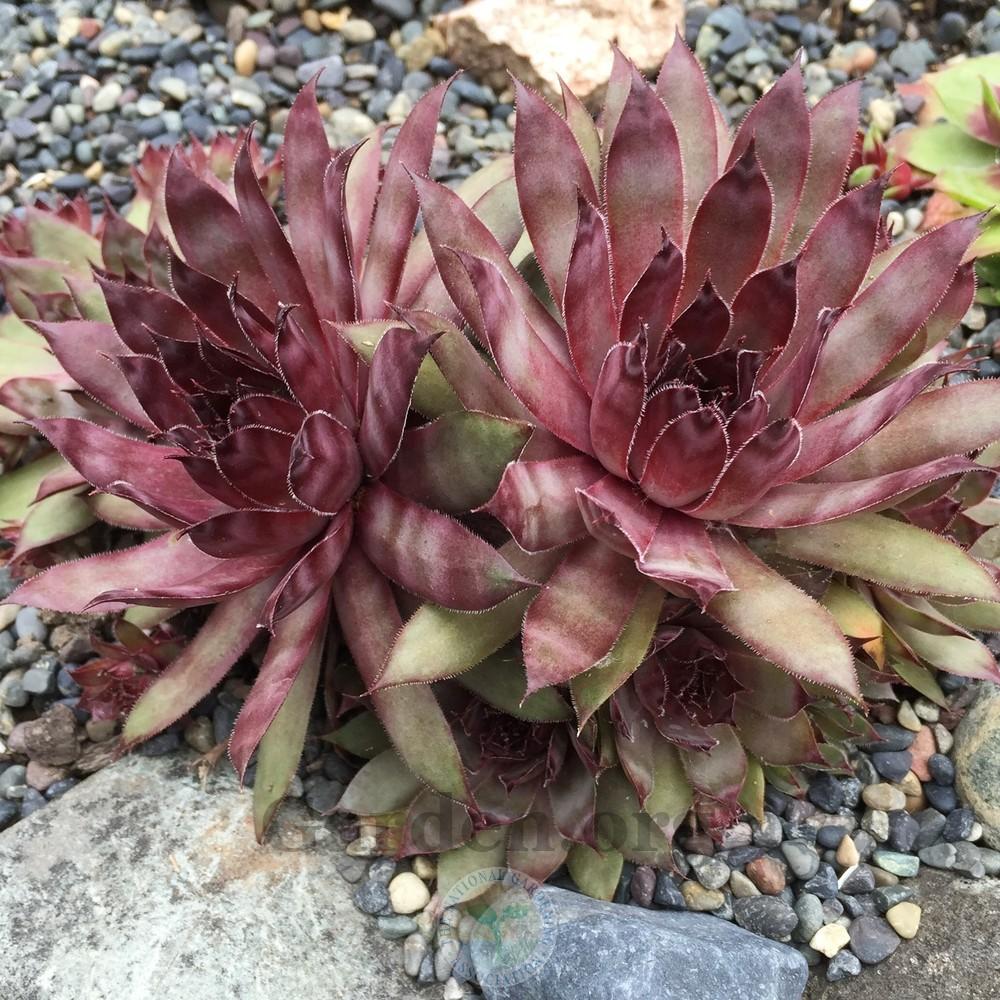 Photo of Hen and Chicks (Sempervivum 'Jeramia') uploaded by Patty