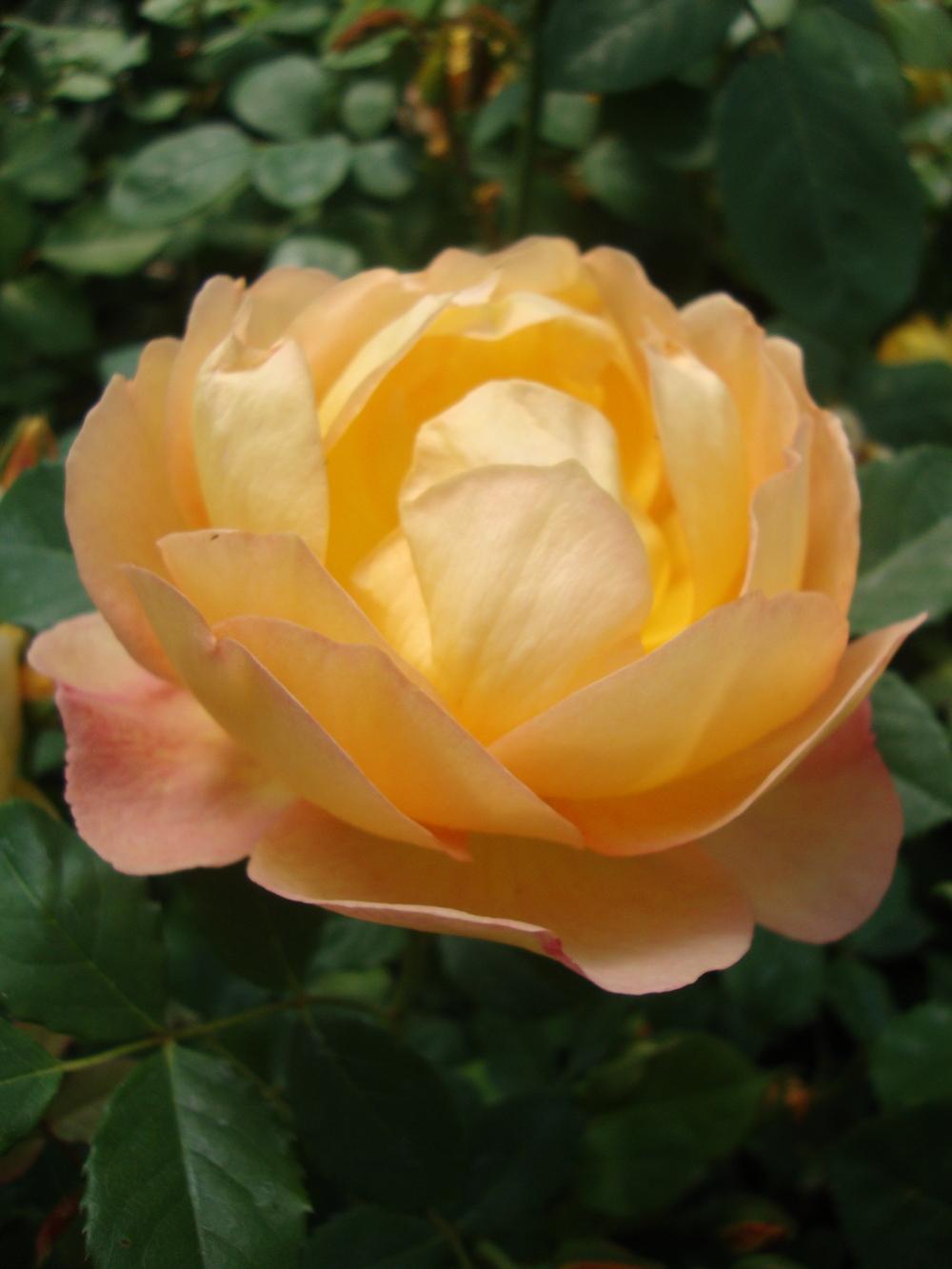 Photo of Rose (Rosa 'Golden Celebration') uploaded by Paul2032