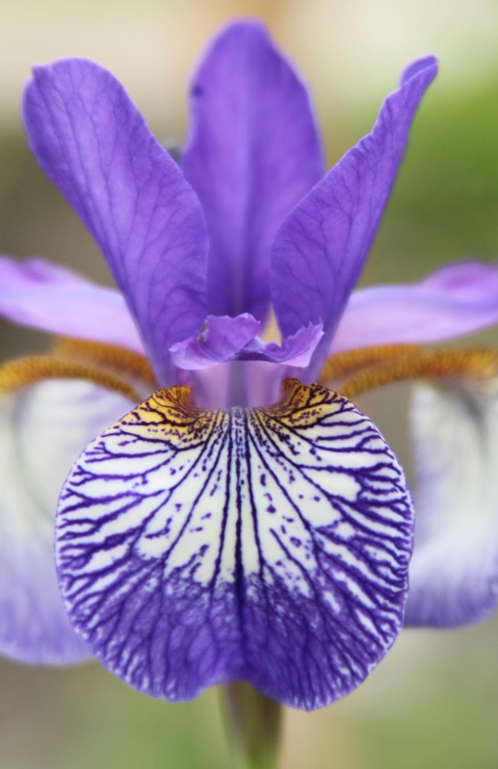 Photo of Siberian Iris (Iris 'Grandis') uploaded by bratwithcat