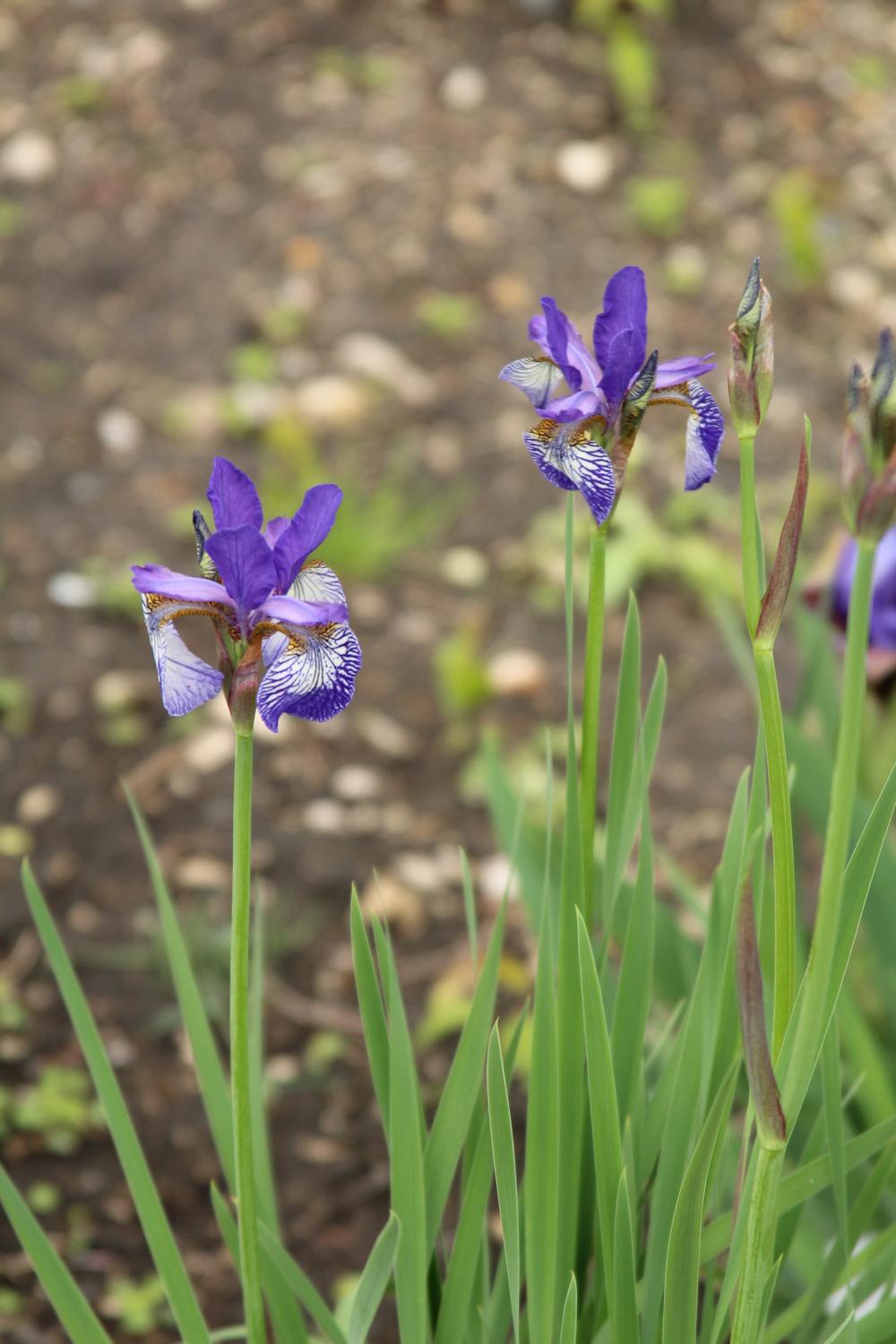 Photo of Siberian Iris (Iris 'Grandis') uploaded by bratwithcat