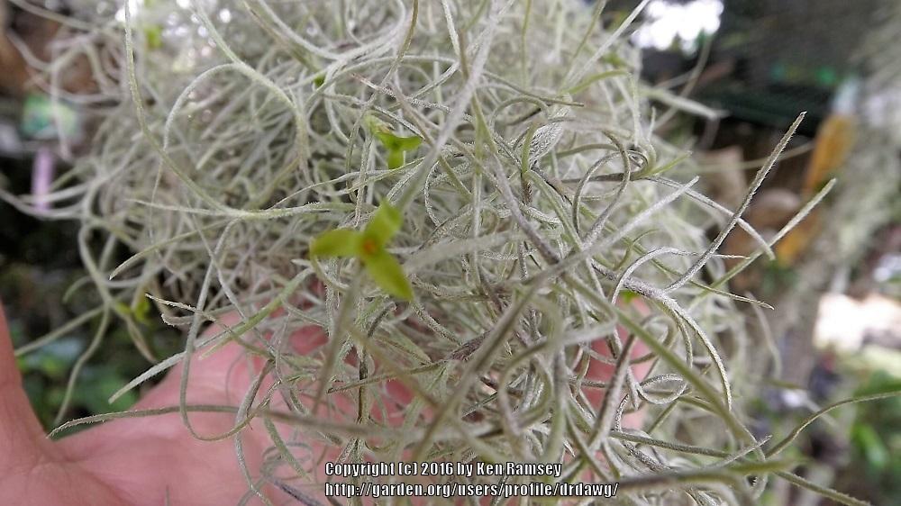 Photo of Spanish Moss (Tillandsia usneoides) uploaded by drdawg
