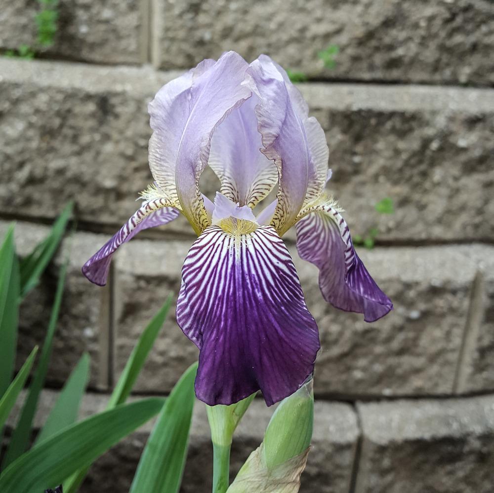 Photo of Tall Bearded Iris (Iris 'Fabian') uploaded by jodisweere