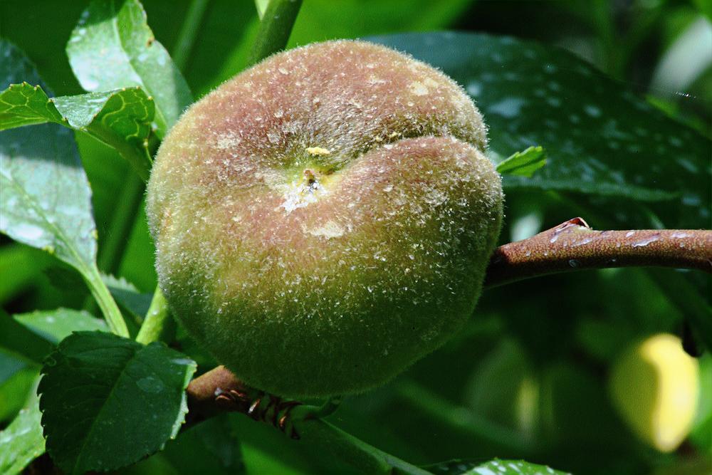 Photo of Saturn Peach (Prunus persica 'Saturn') uploaded by marsrover