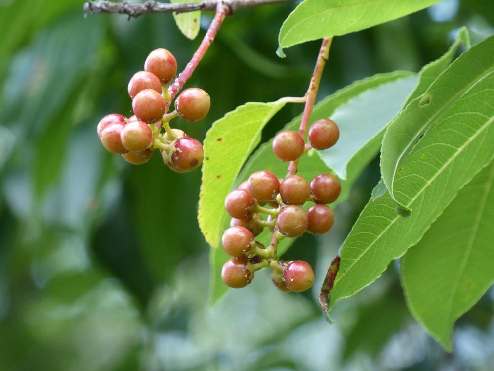Photo of Wild Black Cherry (Prunus serotina) uploaded by mellielong