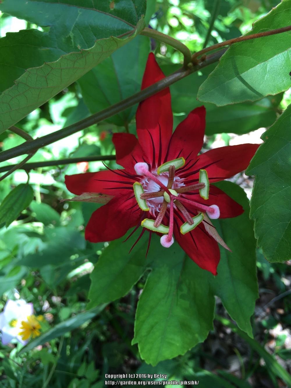 Photo of Crimson Passion Flower (Passiflora vitifolia) uploaded by piksihk